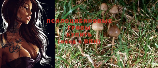 гидра Богданович